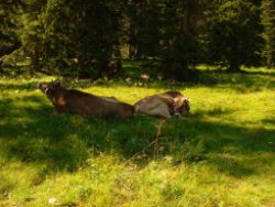2013-08-18_Regina-F-Rau_Schachenhaus (011).JPG